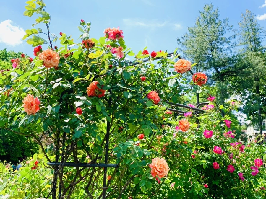 IMG_5859.jpg?type=w966