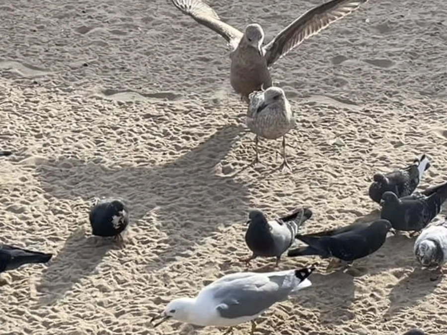 IMG_5022.jpg?type=w966