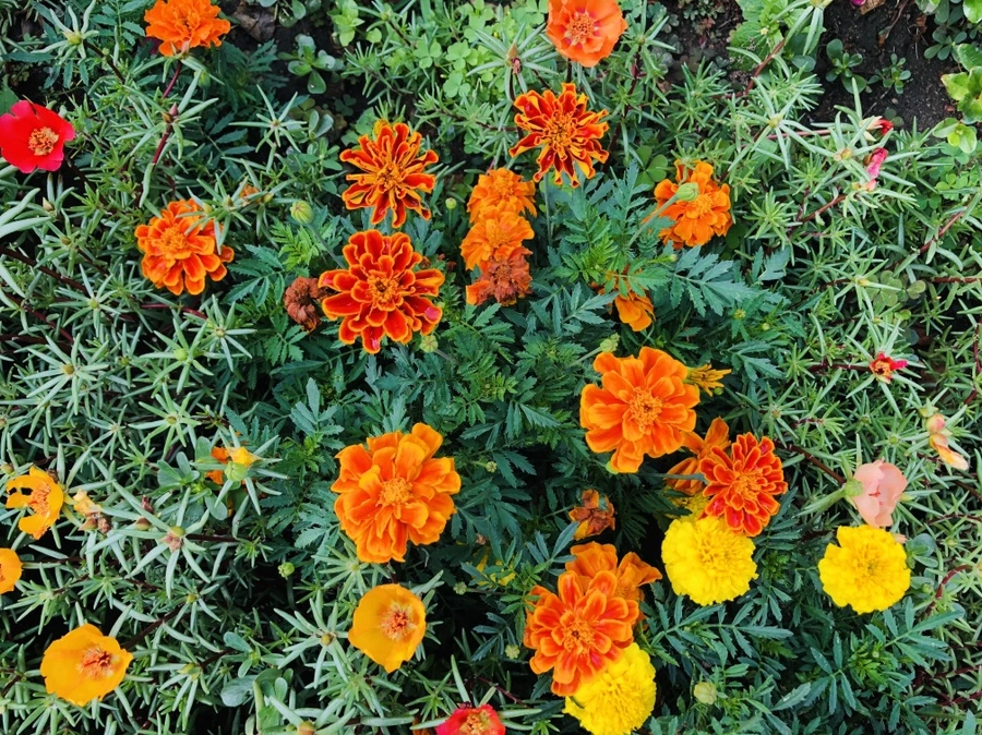 IMG_1475.jpg?type=w966