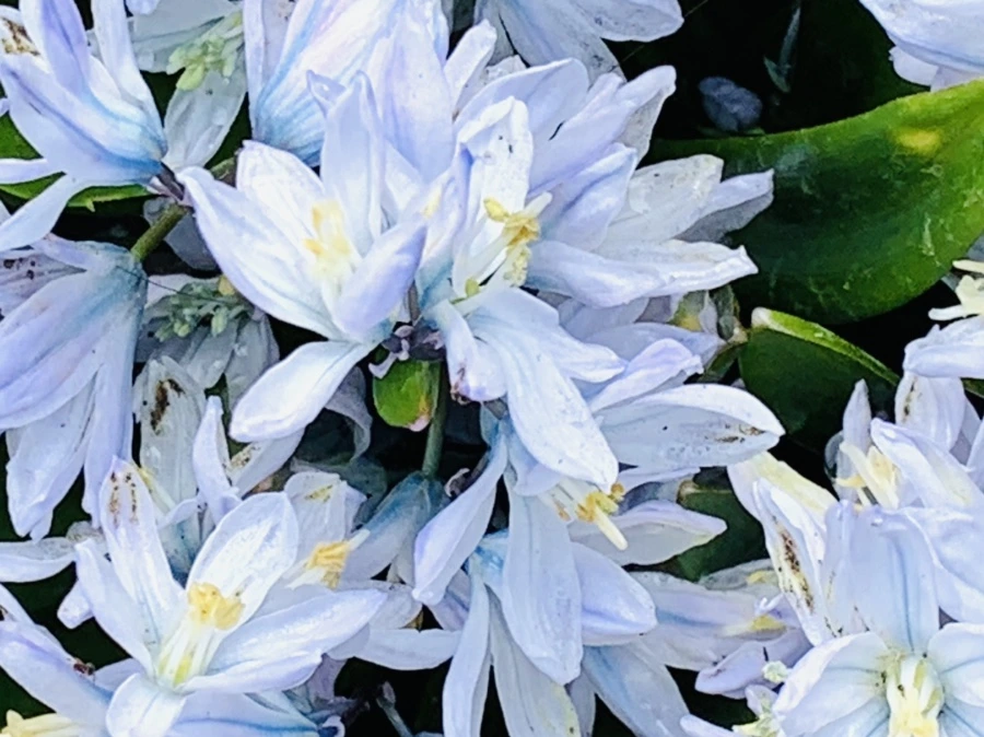 IMG_4131.jpg?type=w966