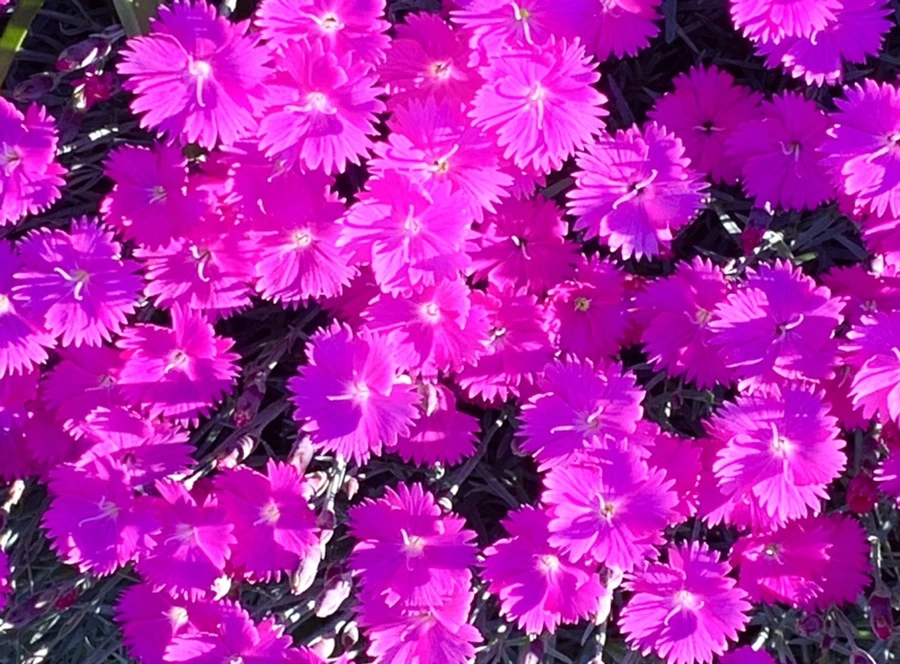 IMG_1990.jpg?type=w966