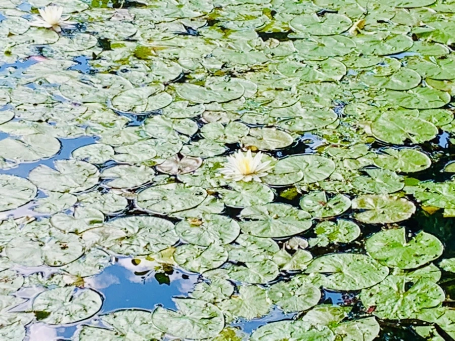 IMG_0818.jpg?type=w966