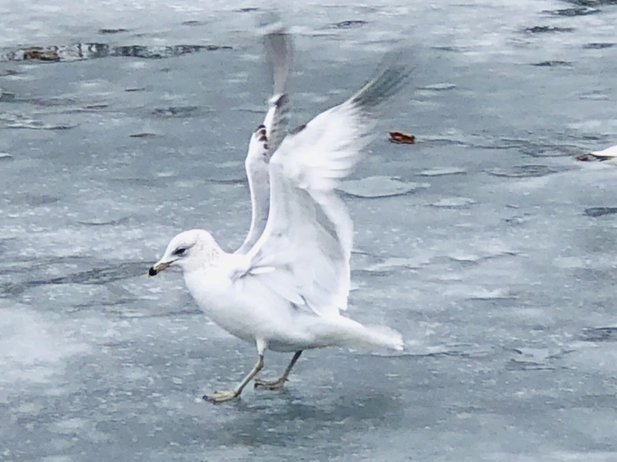 IMG_6383.jpg?type=w966