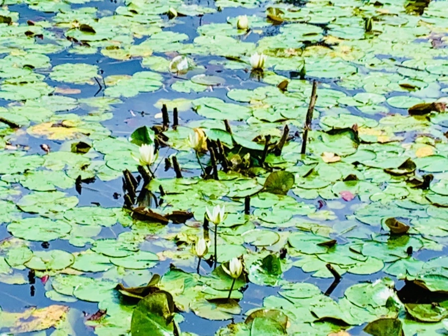 IMG_9336.jpg?type=w966