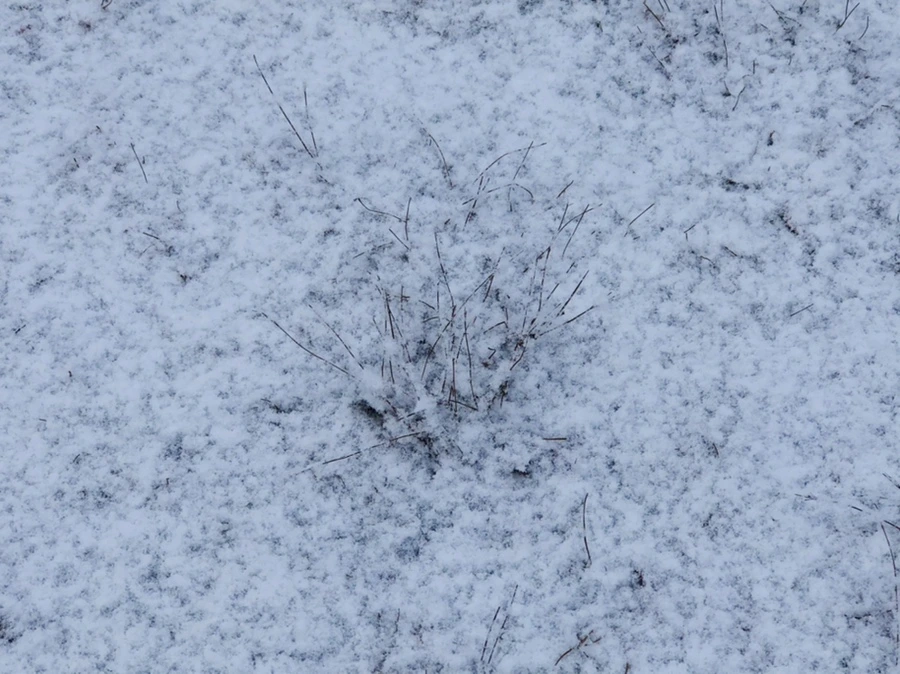 IMG_4510.jpg?type=w966