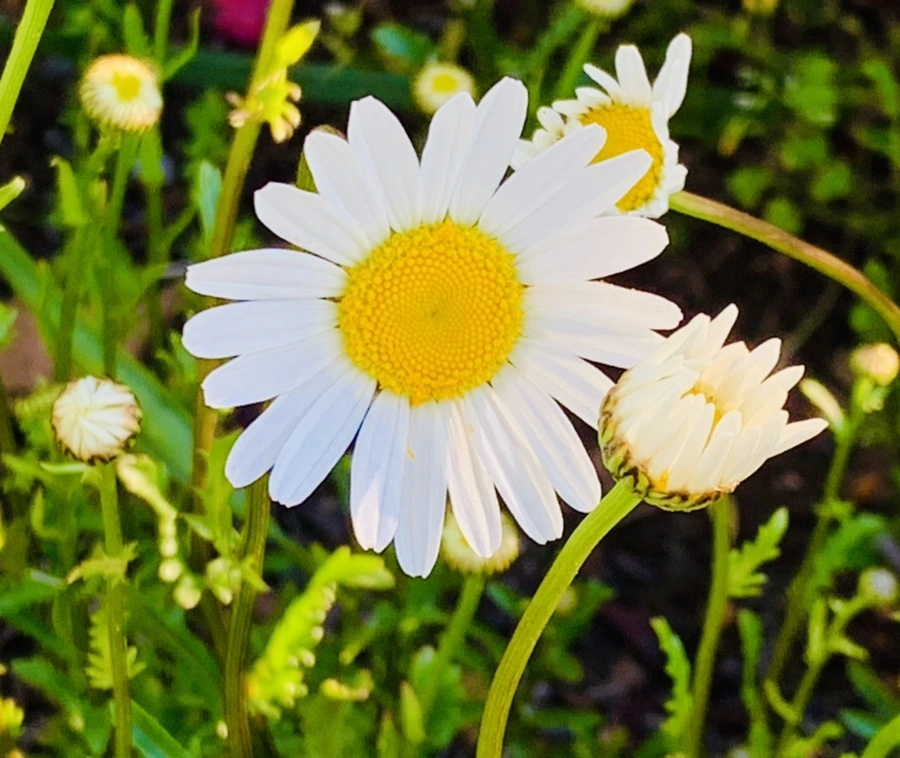 IMG_1989.jpg?type=w966