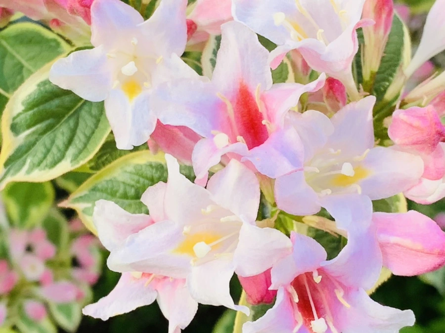 IMG_1942.jpg?type=w966