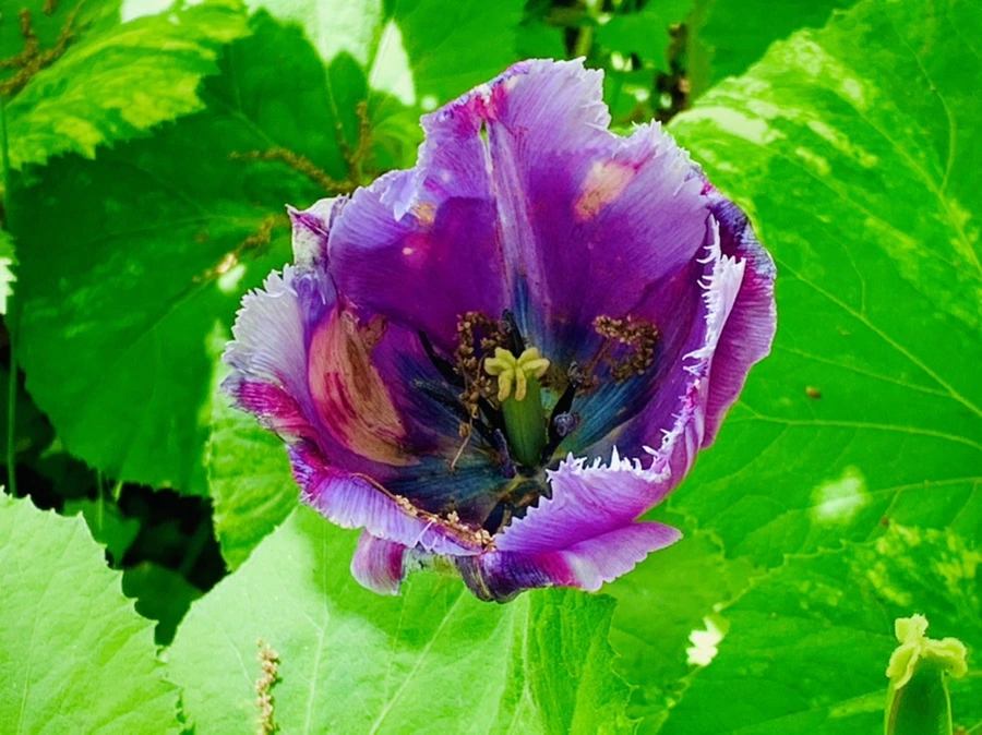 IMG_1432.jpg?type=w966