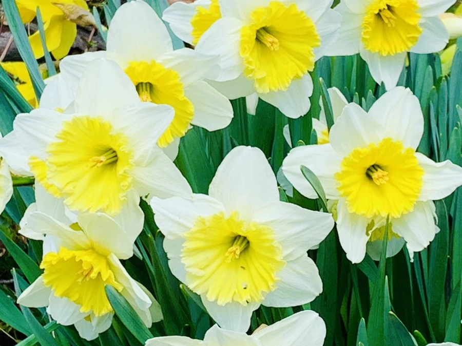 IMG_4295.jpg?type=w966