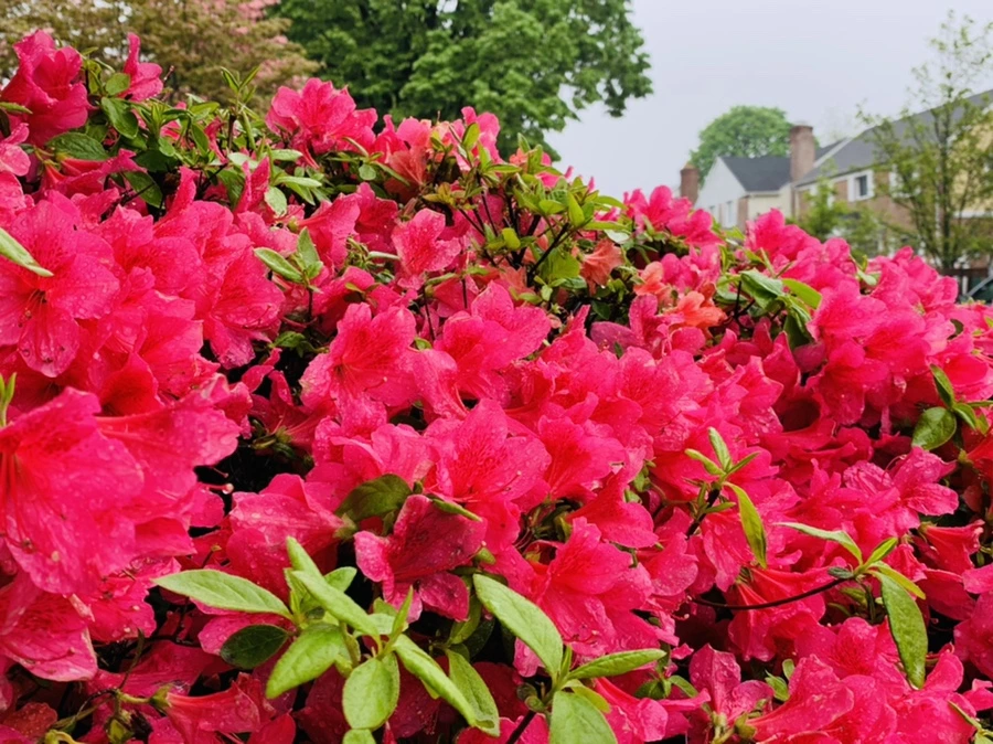 IMG_9334.jpg?type=w966