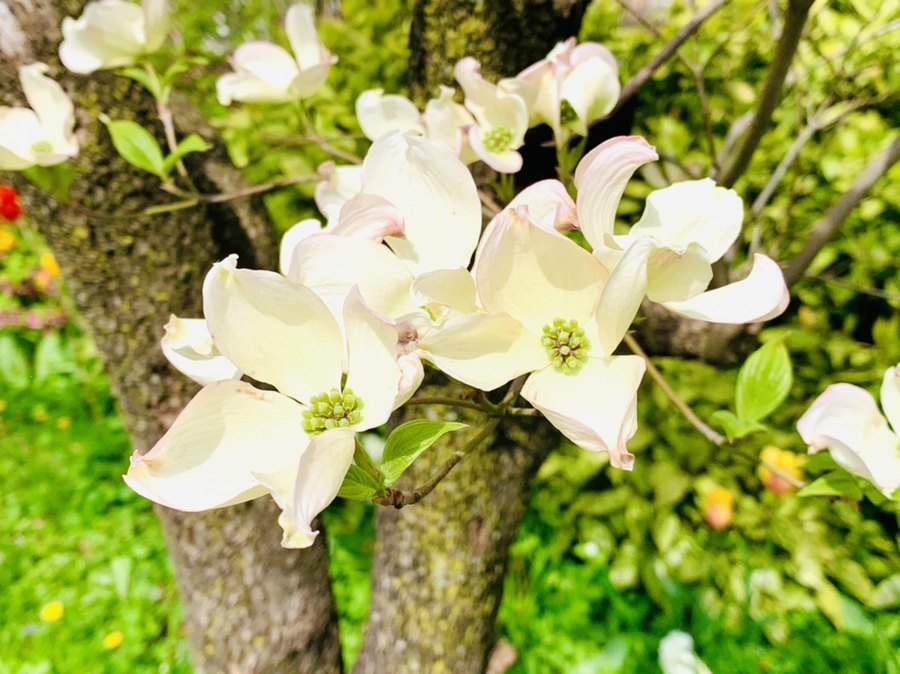 IMG_7015.jpg?type=w966