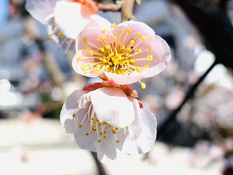 IMG_1326.jpg?type=w966