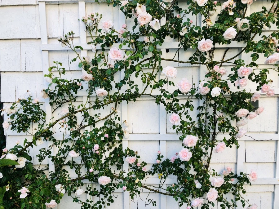 IMG_8223.jpg?type=w966