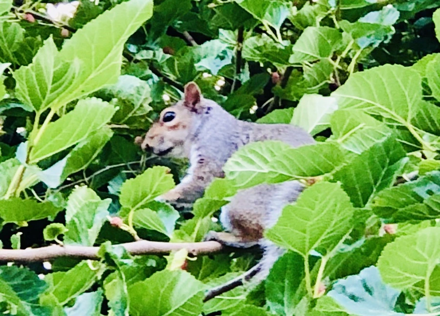 IMG_1724.jpg?type=w966