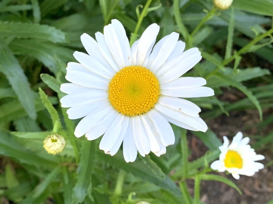 IMG_5248.jpg?type=w966