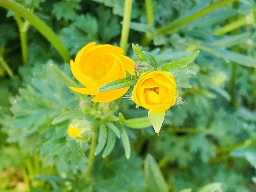 IMG_2056.jpg?type=w966