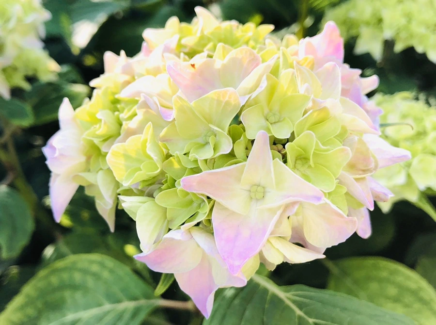 IMG_8755.jpg?type=w966