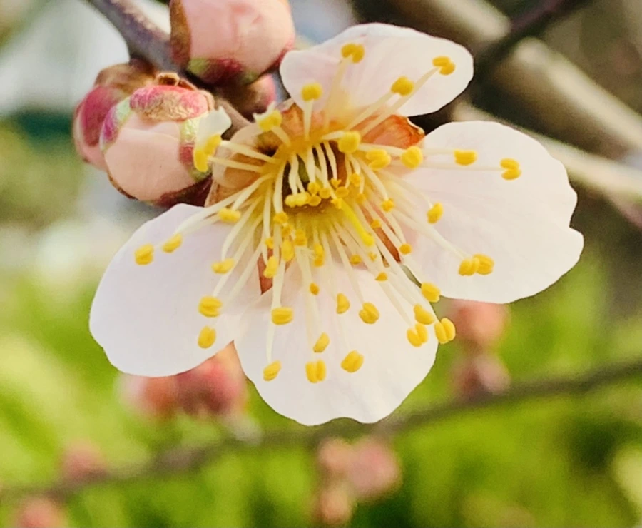 IMG_0260.jpg?type=w966