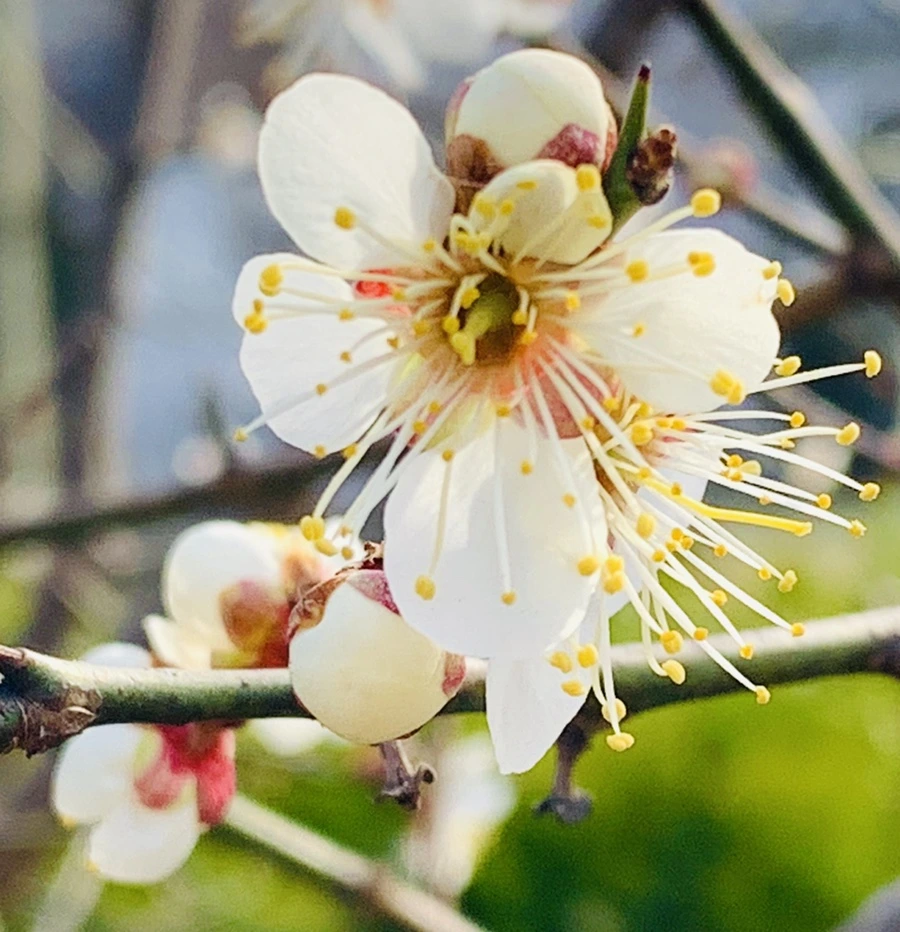 IMG_0242.jpg?type=w966