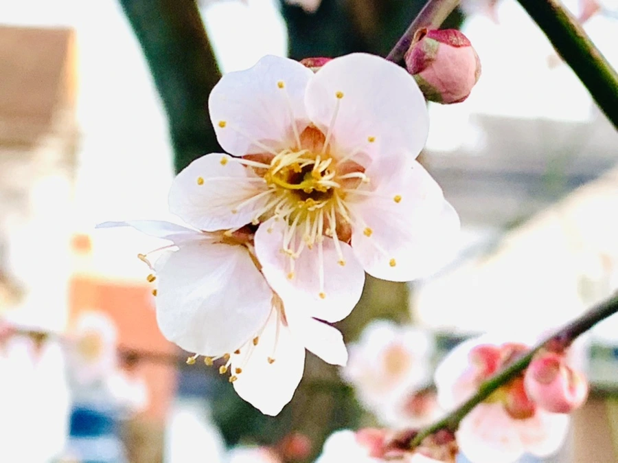 IMG_2361.jpg?type=w966