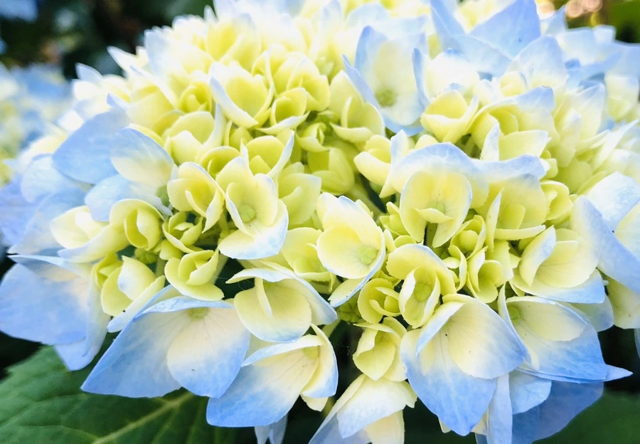 IMG_8640.jpg?type=w966