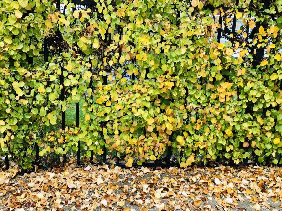 IMG_3152.jpg?type=w966