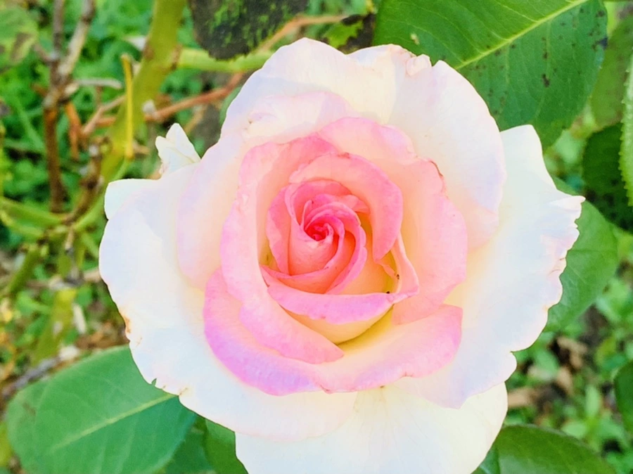 IMG_5298.jpg?type=w966