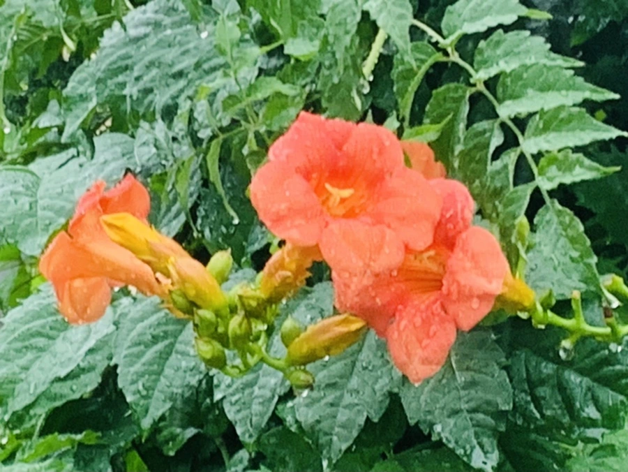 IMG_3739.jpg?type=w966