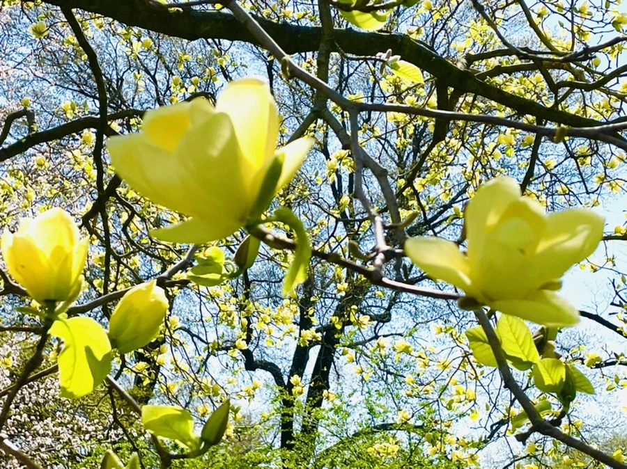 IMG_2026.jpg?type=w966