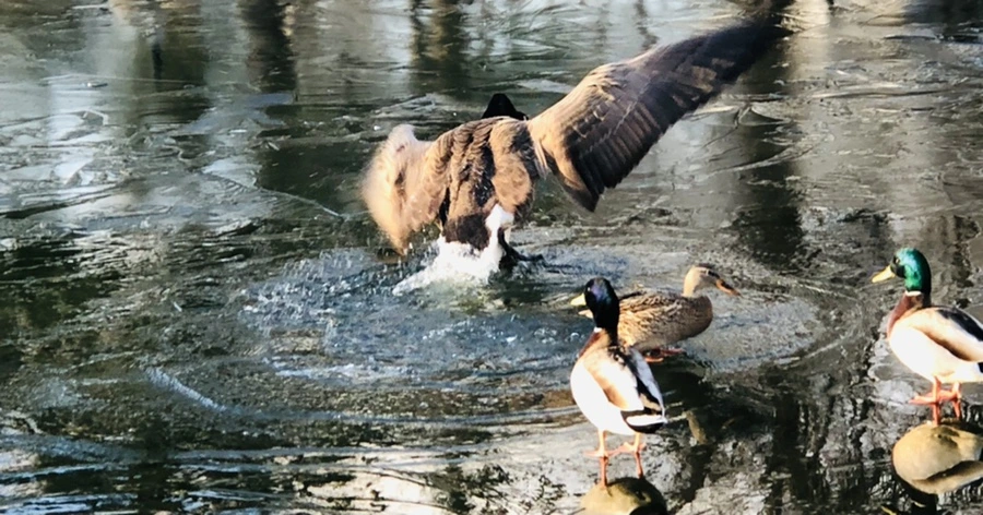 IMG_4981.jpg?type=w966