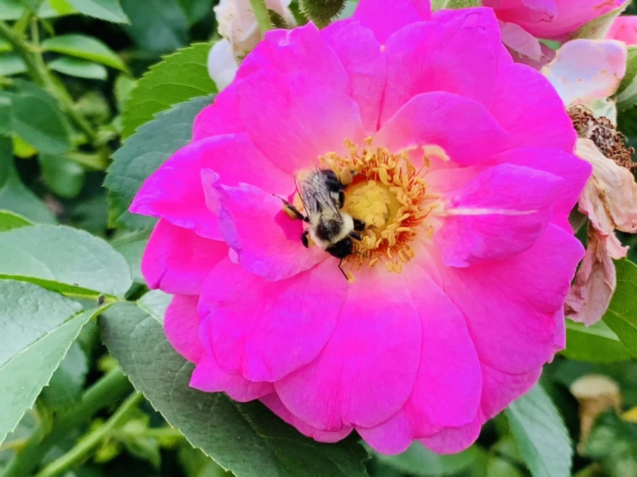 IMG_5019.jpg?type=w966