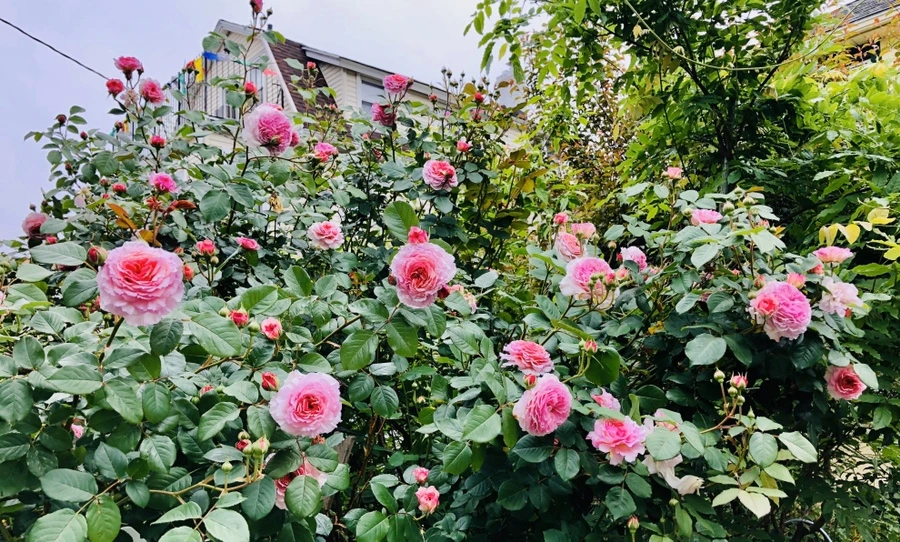 IMG_7593.jpg?type=w966