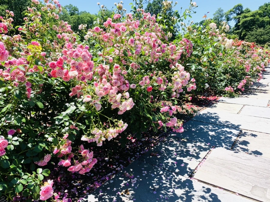 IMG_4151.jpg?type=w966