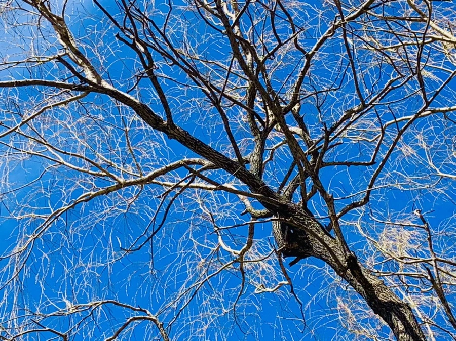 IMG_0609.jpg?type=w966