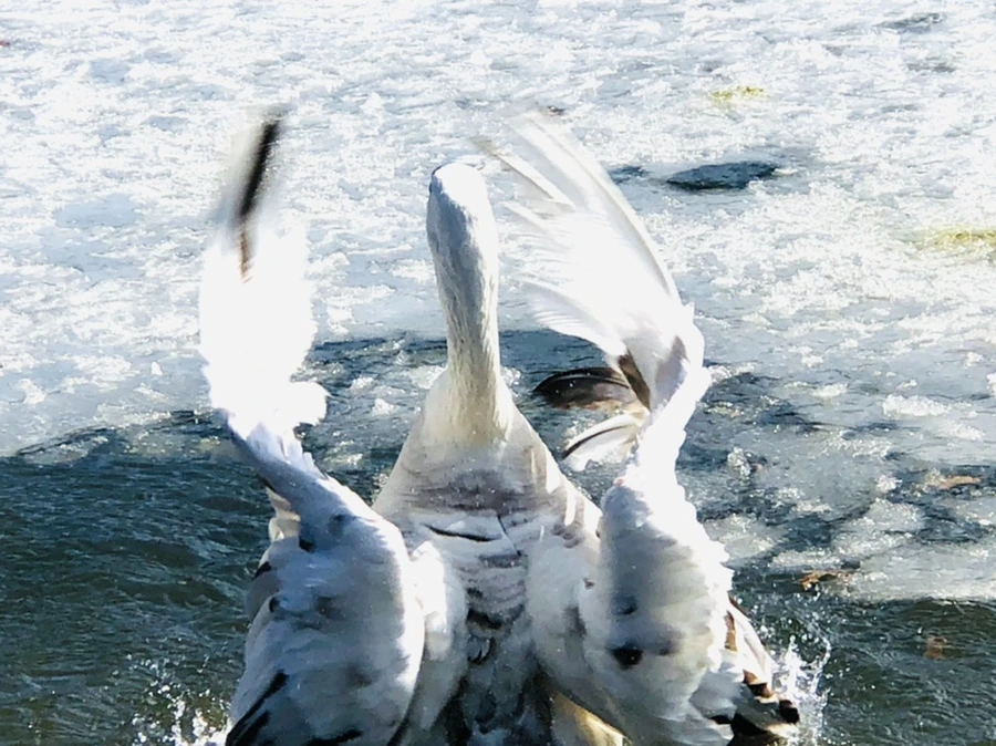 IMG_5425.jpg?type=w966