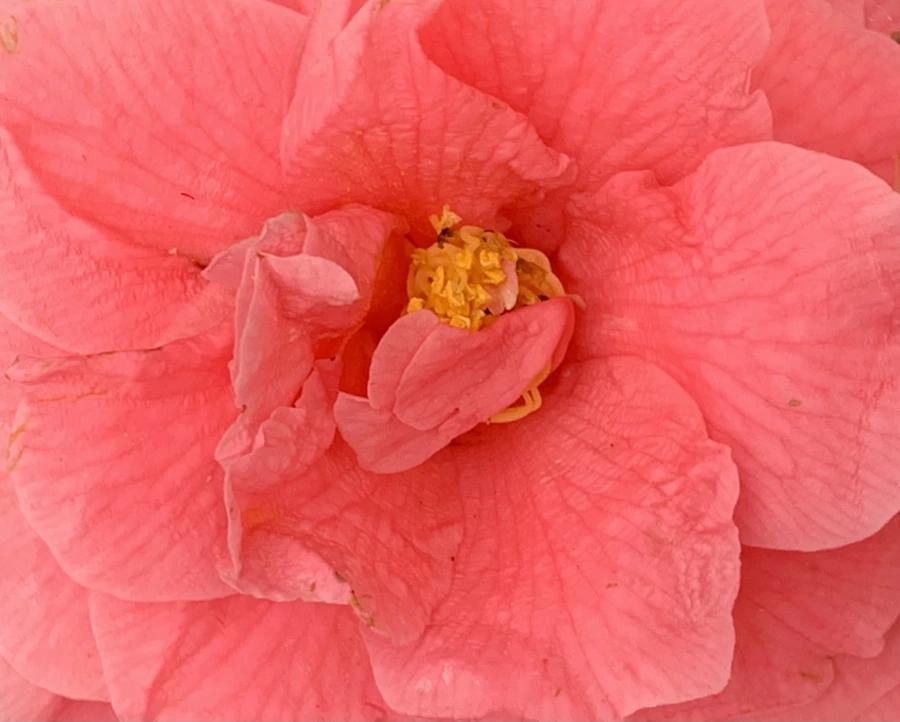 IMG_7780.jpg?type=w966