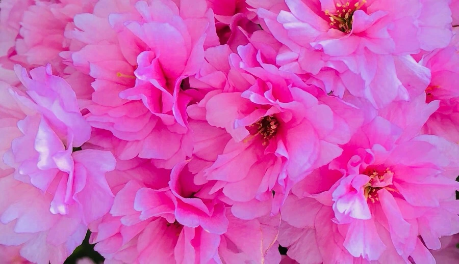 IMG_5574.jpg?type=w966