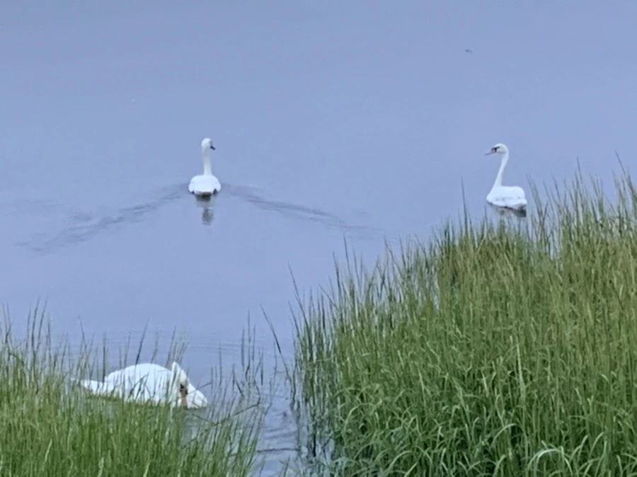 IMG_6638.jpg?type=w966