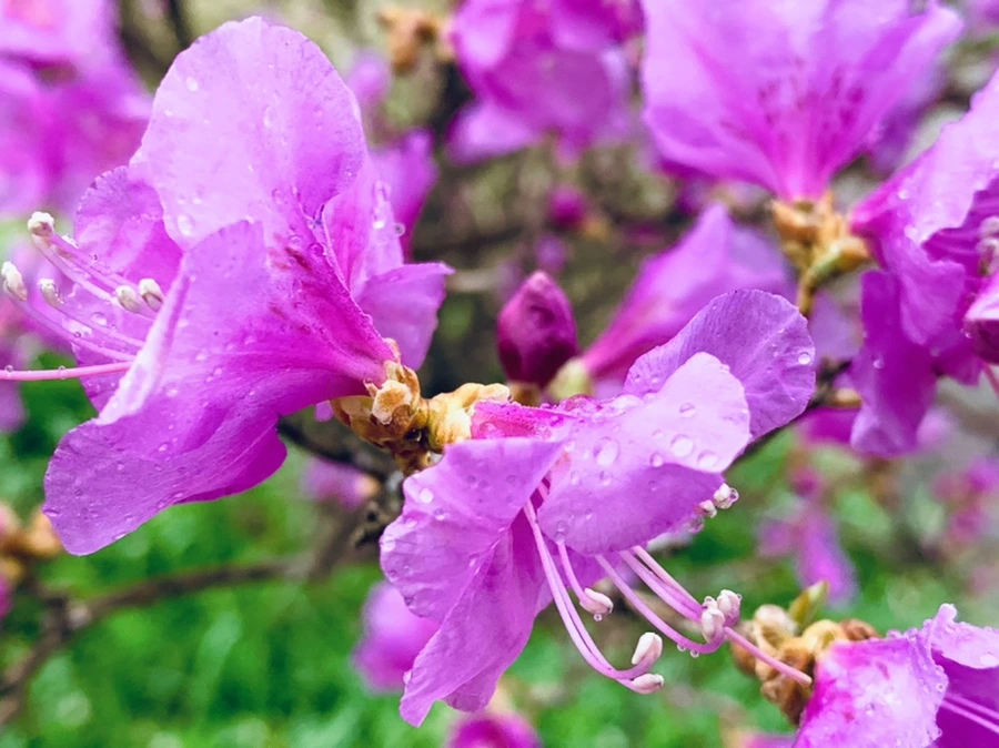 IMG_4844.jpg?type=w966