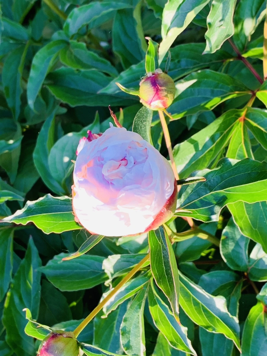 IMG_3426.jpg?type=w966