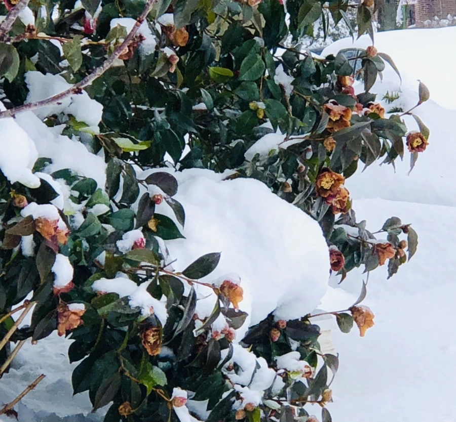 IMG_9072.jpg?type=w966