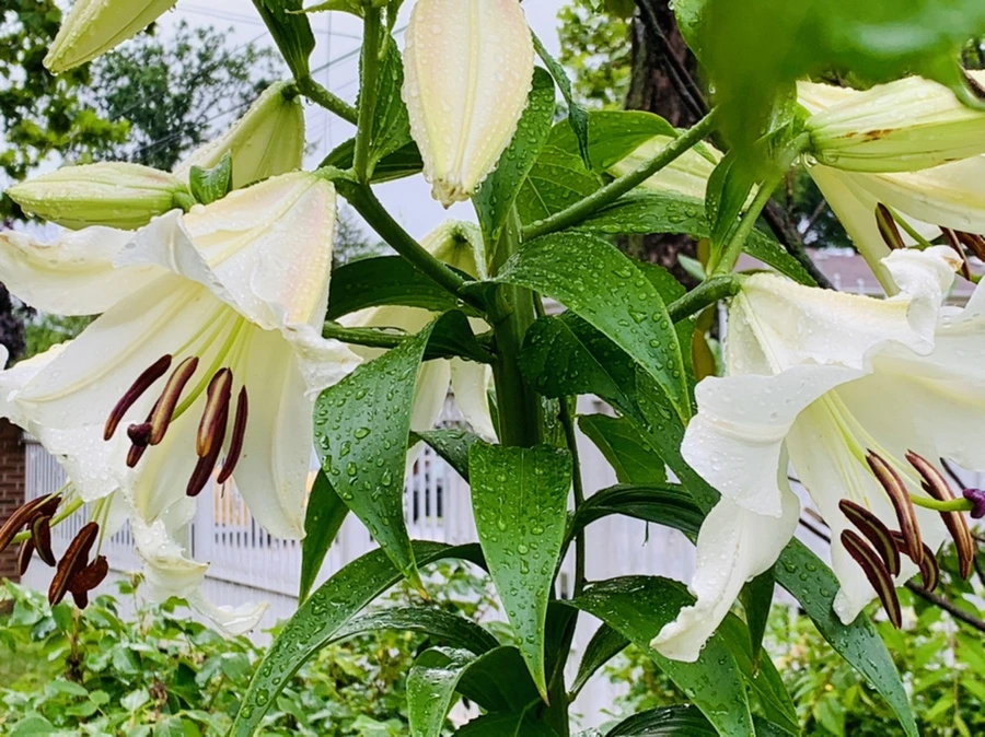 IMG_0013.jpg?type=w966