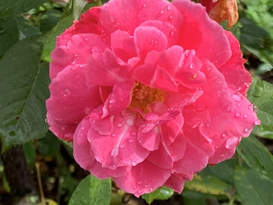 IMG_7324.jpg?type=w966