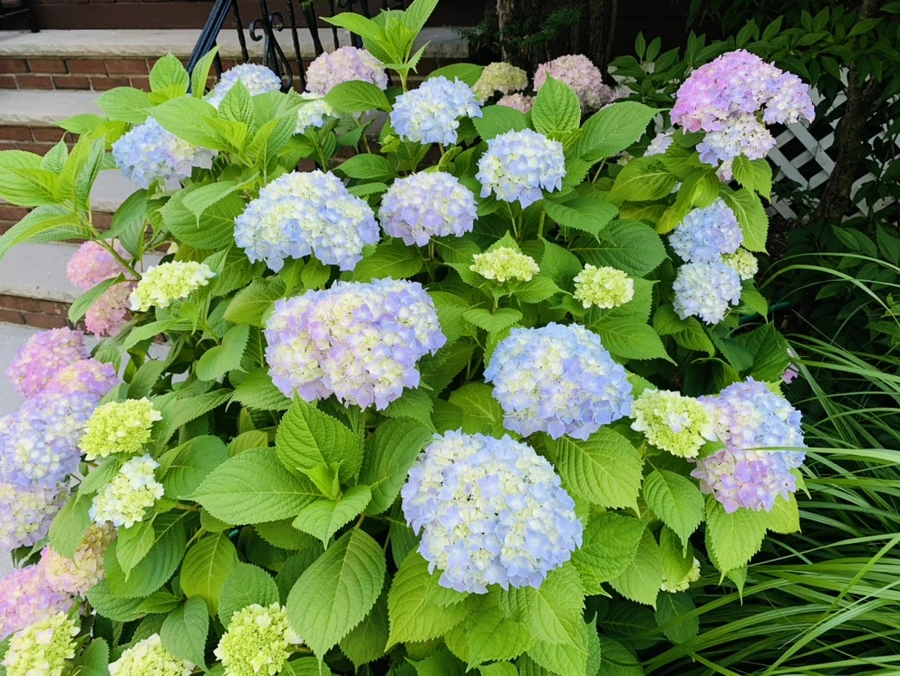 IMG_2987.jpg?type=w966