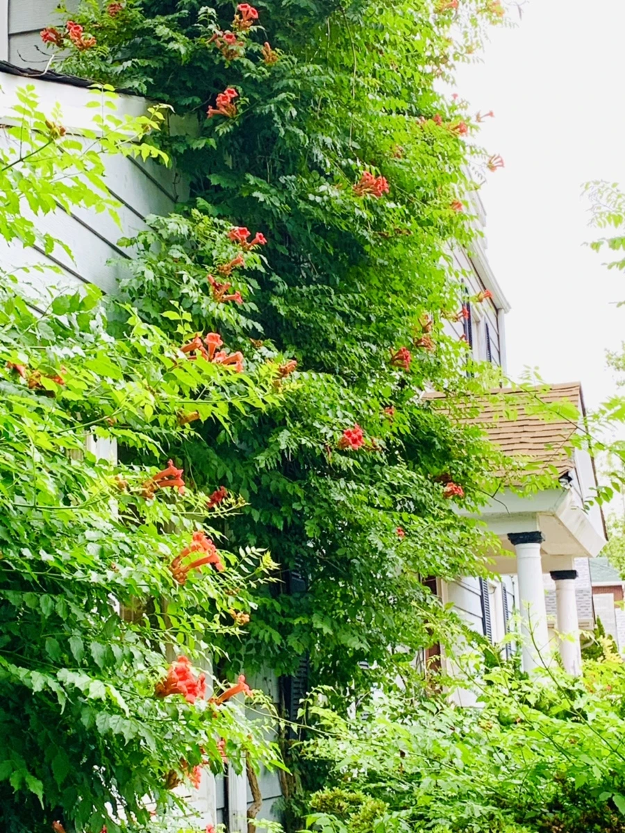 IMG_7150.jpg?type=w966