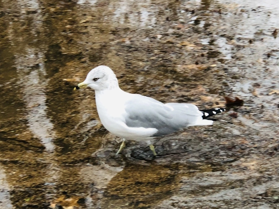 IMG_9378.jpg?type=w966