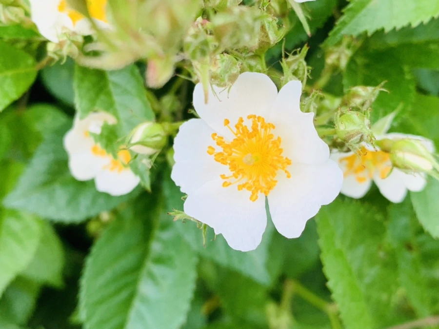 IMG_3409.jpg?type=w966