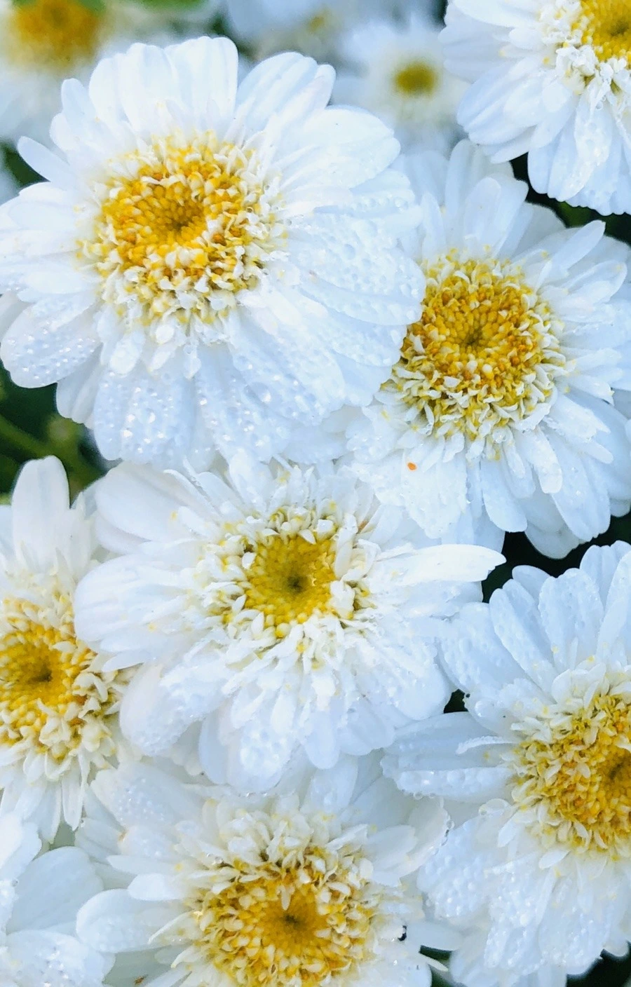 kyt-HbJf9My-J52KesRKDN4KPPM