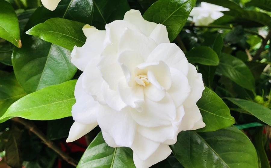 S0EcLlh3gnXW8zJENsOWheZUi48