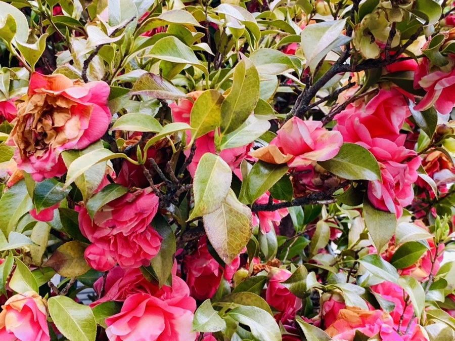 IMG_7767.jpg?type=w966